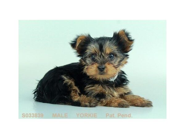 Yorkshire Terrier DOG Male BLK & TN 1465 Petland Mall of Georgia