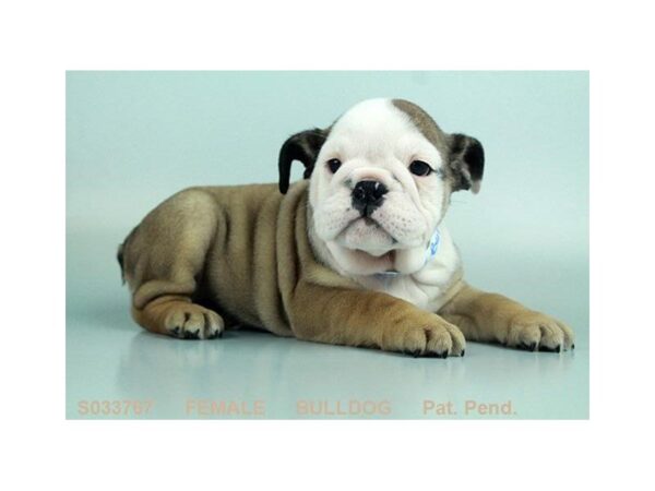 English Bulldog DOG Female FN:WH MKGS 1466 Petland Mall of Georgia