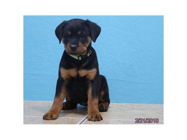 Rottweiler-DOG-Female-Black / Mahogany-1479-Petland Mall of Georgia