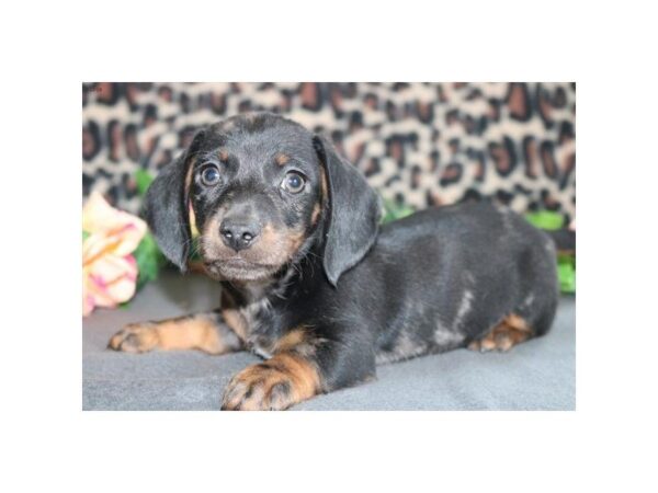 Dachshund DOG Male blk 1484 Petland Mall of Georgia