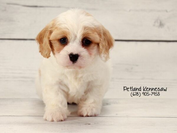 Cavachon DOG Female BLENHIEM WHITE 22168 Petland Mall of Georgia