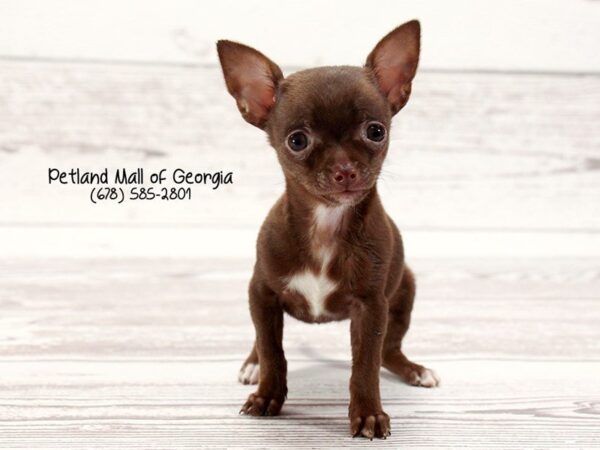 Chihuahua DOG Female Chocolate 1469 Petland Mall of Georgia