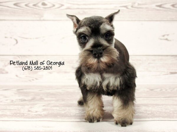 Miniature Schnauzer DOG Male Salt & Pepper 1510 Petland Mall of Georgia