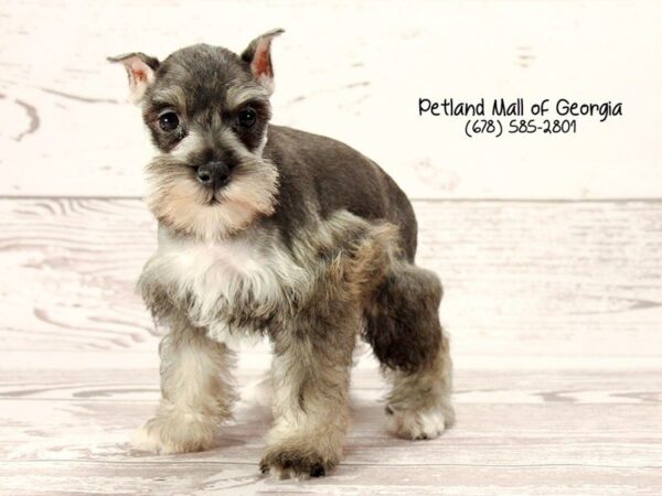 Miniature Schnauzer DOG Female Salt & Pepper 1509 Petland Mall of Georgia