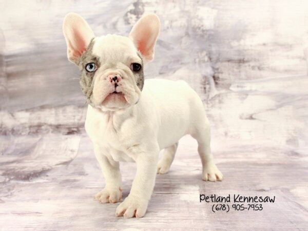 French Bulldog DOG Male GR & WH 22195 Petland Mall of Georgia