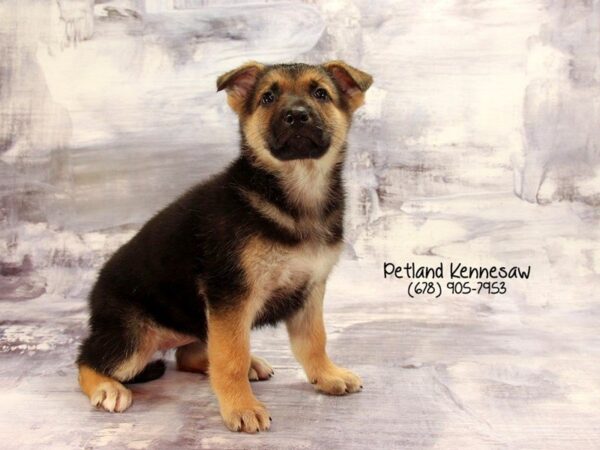 German Shepherd DOG Female Black Tan 22199 Petland Mall of Georgia