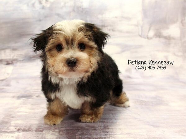 Shorkie-DOG-Male-Black Tan-22202-Petland Mall of Georgia