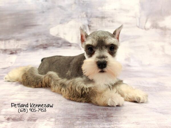 Miniature Schnauzer DOG Male Salt & Pepper 22204 Petland Mall of Georgia