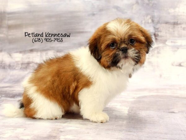 Shihtzu-DOG-Female-brown white-22206-Petland Mall of Georgia