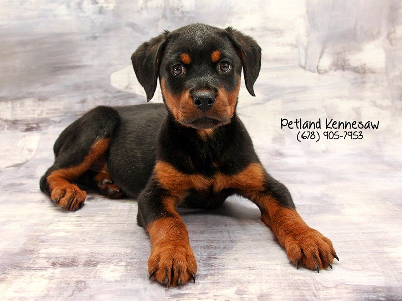 Rottweiler Puppy Black / Mahogany ID:22176 Located at Petland Mall of ...