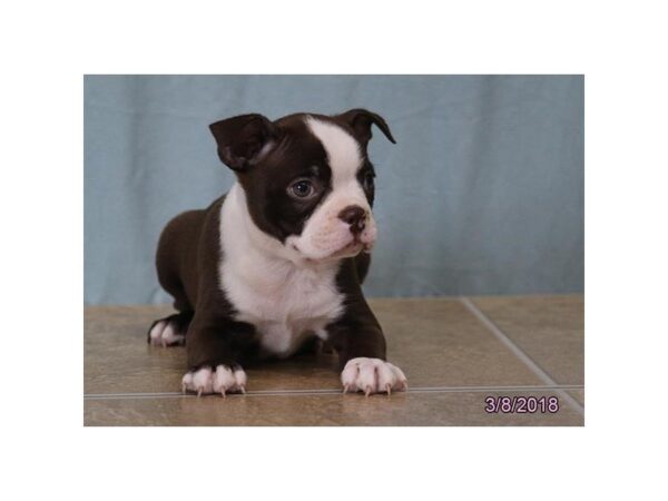 Boston Terrier DOG Female Chocolate / White 1544 Petland Mall of Georgia