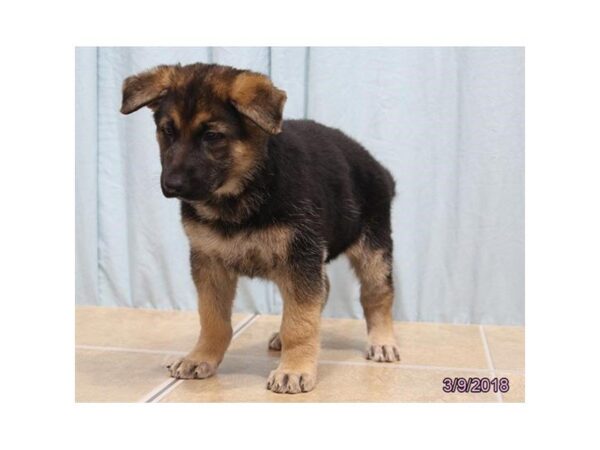 German Shepherd Dog DOG Female Black / Tan 1548 Petland Mall of Georgia