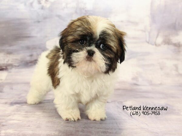 Shihtzu-DOG-Female-Brown White-22225-Petland Mall of Georgia