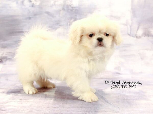 Pekingese DOG Female Cream 22236 Petland Mall of Georgia