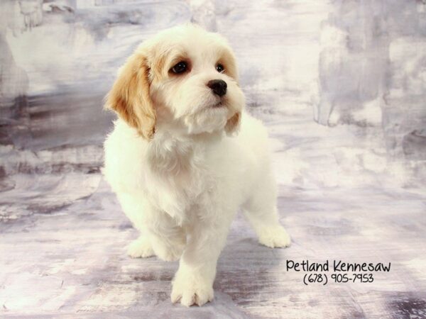 Cavachon DOG Male wh & rd 22242 Petland Mall of Georgia