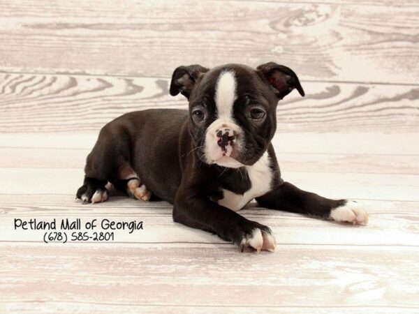 Boston Terrier DOG Female BLK WHITE 1536 Petland Mall of Georgia