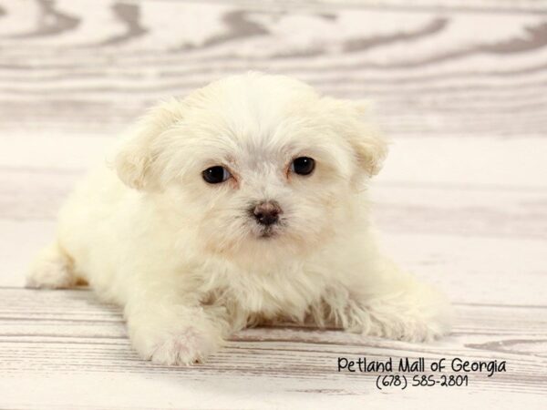 Maltese DOG Female White 1530 Petland Mall of Georgia