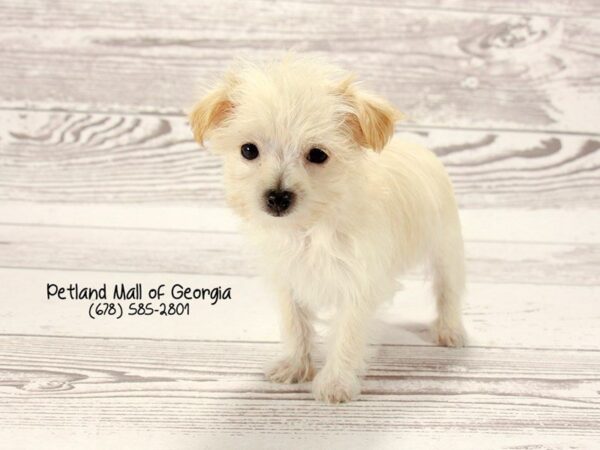 Morkie DOG Female Cream 1529 Petland Mall of Georgia