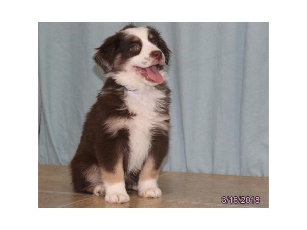 Australian Shepherd DOG Male Red 1576 Petland Mall of Georgia