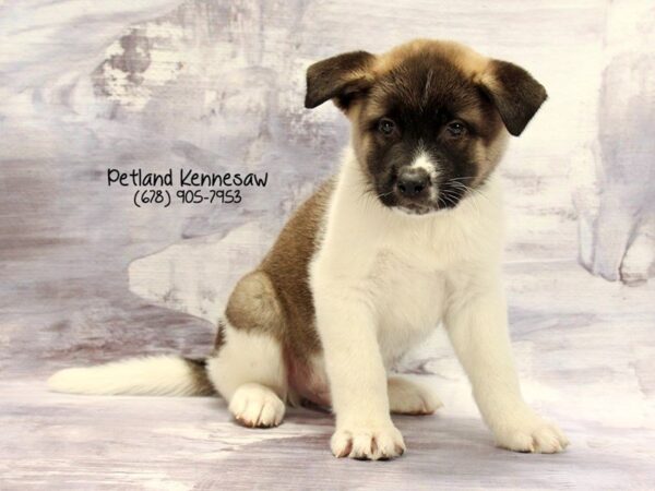 Akita DOG Male FWN BL OVRLY:WH MKGS 22249 Petland Mall of Georgia