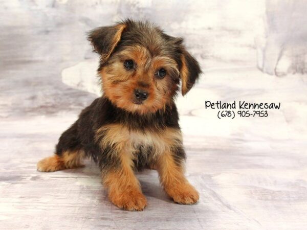 Yorkshire Terrier DOG Female Black / Gold 22269 Petland Mall of Georgia