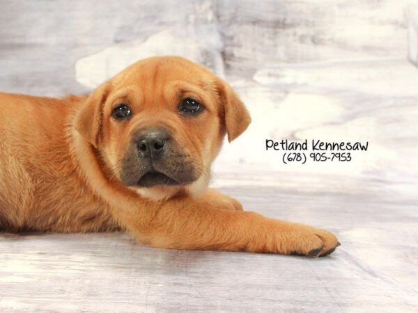 Miniature Walrus-DOG-Male-br sbl-22275-Petland Mall of Georgia