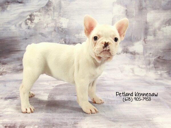 French Bulldog DOG Female Cream 22277 Petland Mall of Georgia