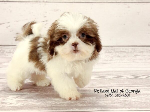 Shihtzu-DOG-Male-CHOC WHITE-1560-Petland Mall of Georgia