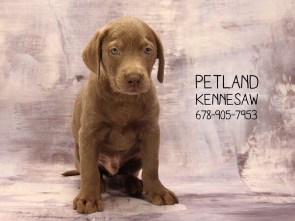 Labrador Retriever DOG Male Silver 22299 Petland Mall of Georgia