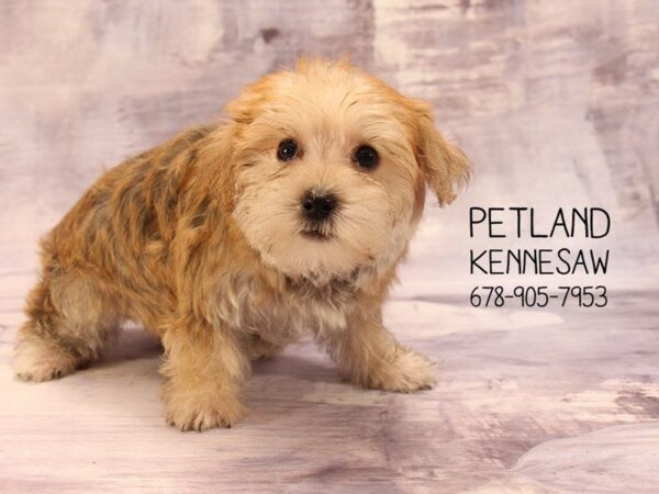 Morkie DOG Male Beige 22291 Petland Mall of Georgia