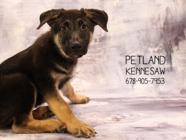 German Shepherd Dog DOG Male BLK & TN 22287 Petland Mall of Georgia