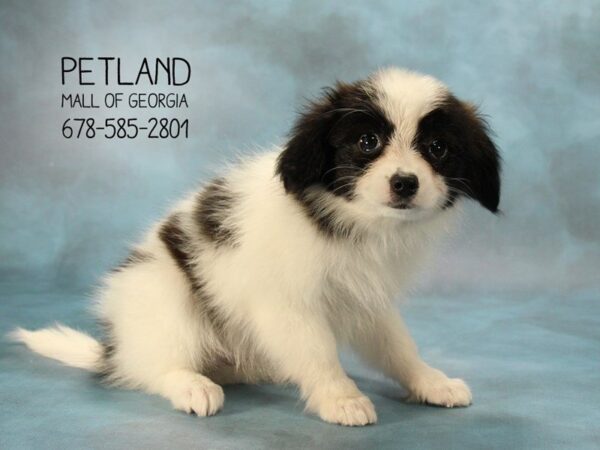 Papillon DOG Female White / Black 1597 Petland Mall of Georgia