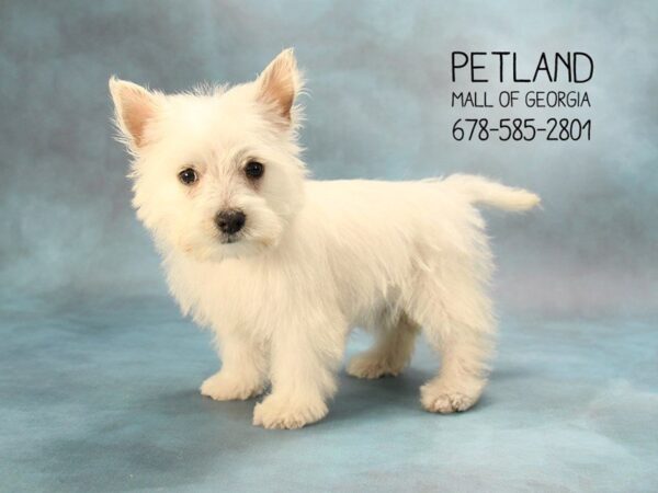 West Highland White Terrier DOG Female White 1594 Petland Mall of Georgia