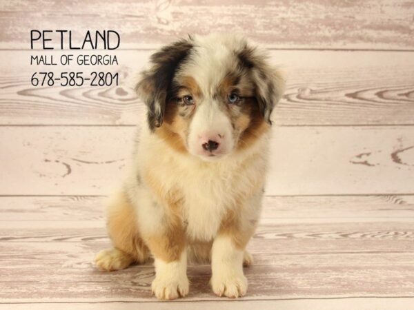 Australian Shepherd DOG Male Blue Merle 1591 Petland Mall of Georgia