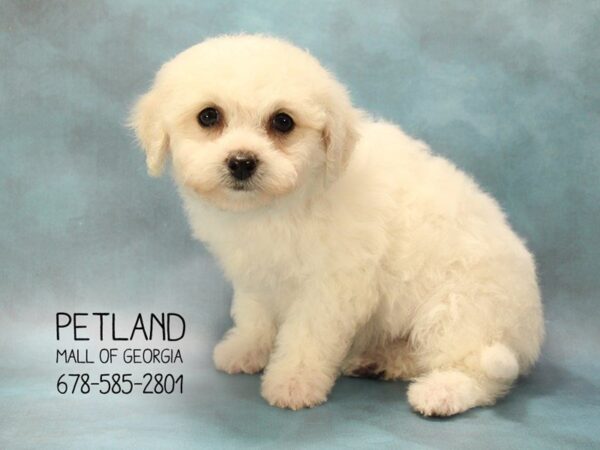 Bichon Frise DOG Female White 1585 Petland Mall of Georgia