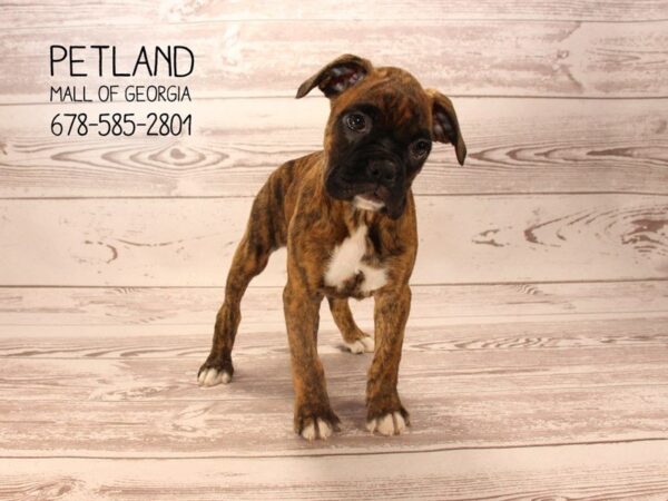 Boxer DOG Female Brindle 1587 Petland Mall of Georgia