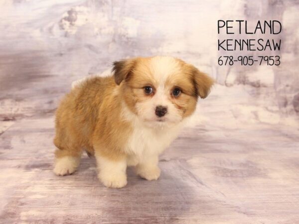 Aussie Chon-DOG-Female-Sable White-22326-Petland Mall of Georgia