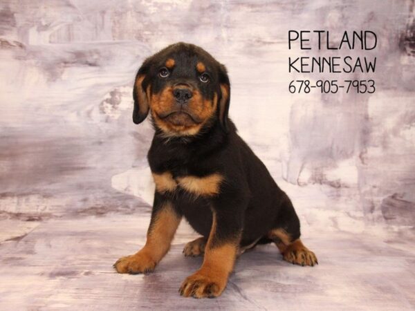 Rottweiler-DOG-Male-Black / Tan-22334-Petland Mall of Georgia