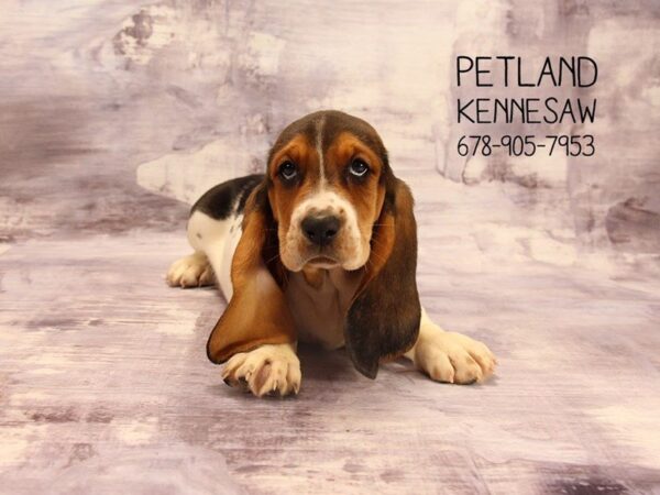 Basset Hound DOG Female Tri-Colored 22336 Petland Mall of Georgia