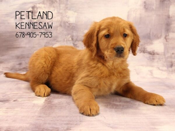 Golden Retriever DOG Female Golden 22339 Petland Mall of Georgia