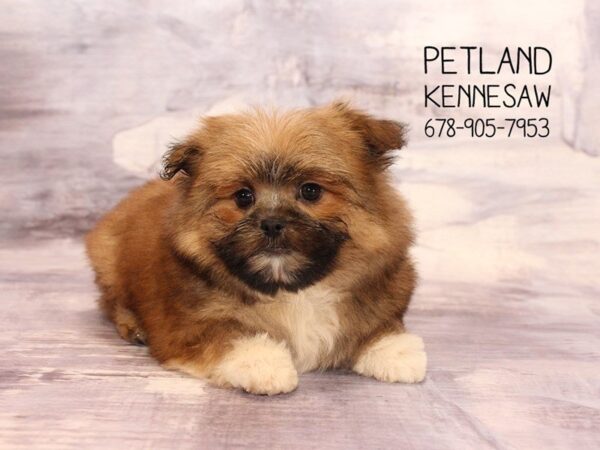 PomShi-DOG-Male-Brown / White-22346-Petland Mall of Georgia