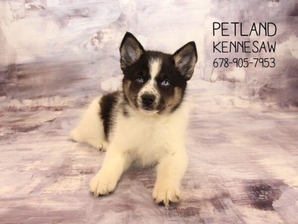 Pomsky DOG Female Black / White 22347 Petland Mall of Georgia