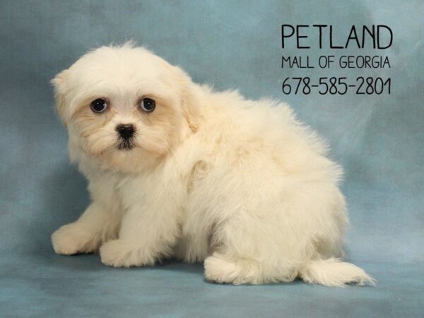 Teddy Bear DOG Female White and Cream 1613 Petland Mall of Georgia