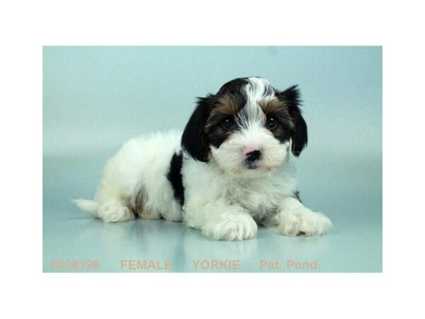 Yorkshire Terrier DOG Female BLK & TN:PRTI 1617 Petland Mall of Georgia