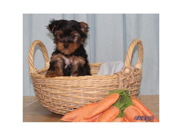 Yorkshire Terrier DOG Male Black / Tan 22378 Petland Mall of Georgia