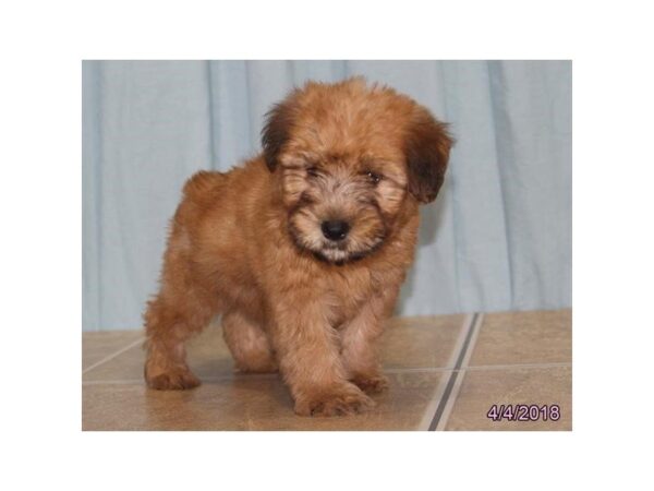 Soft Coated Wheaten Terrier DOG Female Wheaten 22376 Petland Mall of Georgia