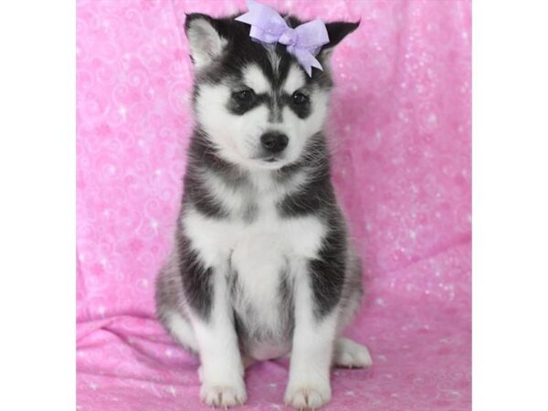 Huskimo-DOG-Female-Black / White-22373-Petland Mall of Georgia