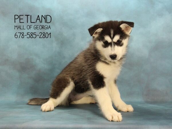 Huskimo-DOG-Female-Black / White-1664-Petland Mall of Georgia