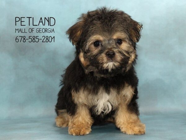 Morkie DOG Male Black / Gold 1654 Petland Mall of Georgia