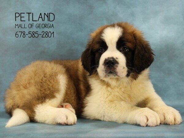 Saint Bernard-DOG-Female-Brown / White-1651-Petland Mall of Georgia